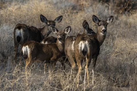 Deer standing in the grass Stock Photos