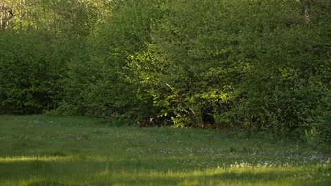 Deer Standing in Grassy Clearing by Forest Path, Looking Toward Camera Stock Footage 310521072