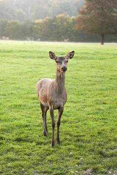 A deer is standing in a grassy field Stock Photos