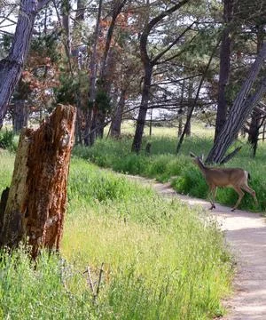 Deer standing in a green forest Stock Photos