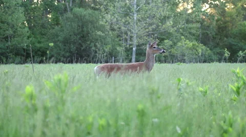Deer Standing in Green Meadow Stock-Footage 50185567