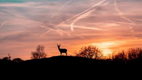 Deer standing on a hill at sunset. Stock Photos