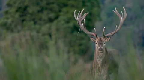 Deer standing looking, possible credit roll use. Stock Footage 22637255