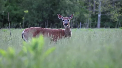 Deer Standing in Meadow Stock Footage 50184624