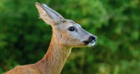 A deer standing on a meadow Stock Footage 314297685