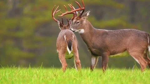  Deer Standing in Meadow Stock Footage 323143335