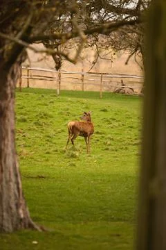 Deer standing in meadow framed by trees in Richmond Park Stock Photos