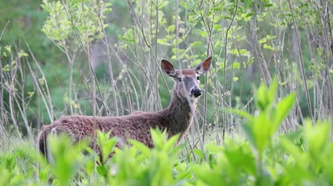 Deer standing in meadow moving head Video stock 50184554
