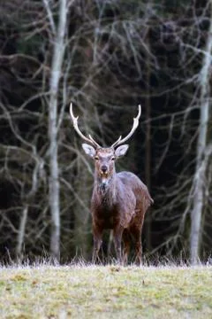 Deer standing in a meadow Foto stock
