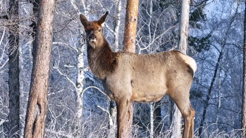 Deer Standing in Middle of Forest Stock Footage 266751741