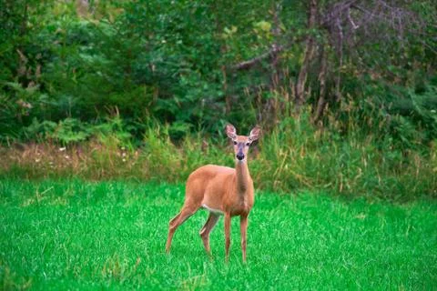 Deer standing in the middle of a green grass Stock Photos