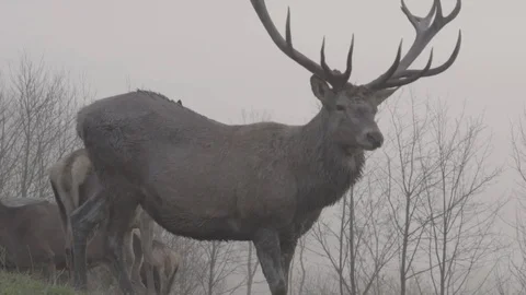 Deer standing in misty environment Video stock 74695821