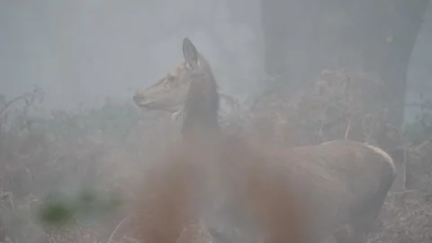 Deer standing in misty forest in winter Stock Footage 319956006