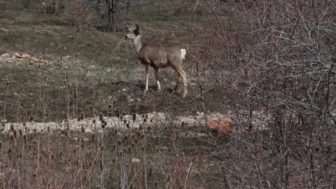Deer Standing Mountainside Looks At Camera 스톡 동영상 210859123