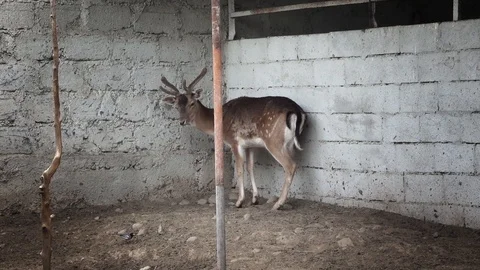 Deer is standing near the wall 動画素材 109511255
