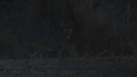 Deer Standing at Night Wide Angle  Stock Footage 92330946