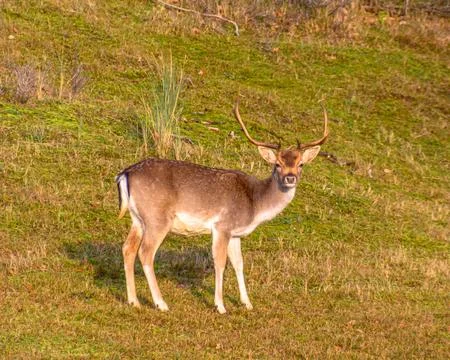 Deer standing in open field Foto stock