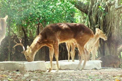 Deer standing in a park Stock Photos