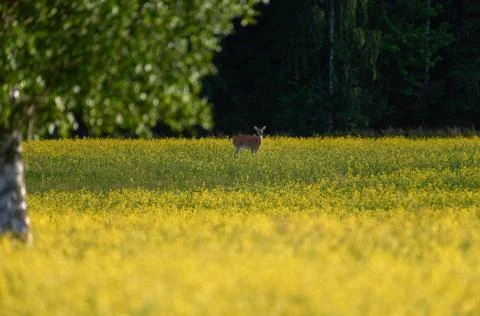 Deer standing in a rapeseed field Stock Photos