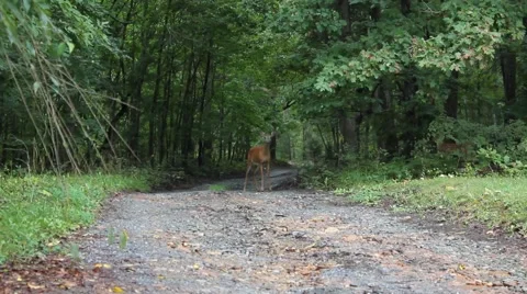 Deer standing in the road Stock Footage 44445005