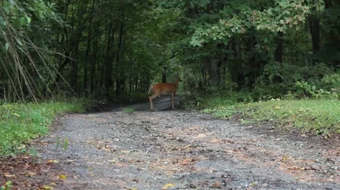 Deer standing in the road Stock Footage 44445104