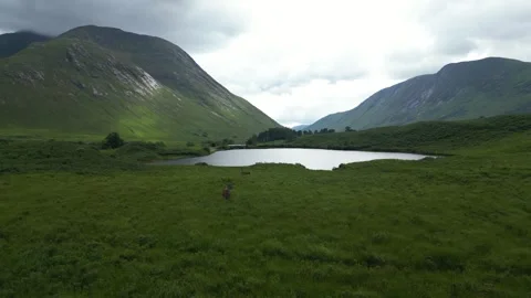 Deer standing in the Scottish Highlands landscape Scotland 스톡 동영상 330847120