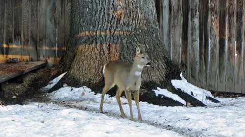 Deer standing in the snow and looking at the camera Stock Footage 26239065