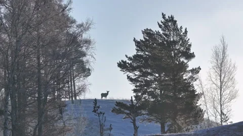 Deer Standing on Snow-Covered Hill Stock Footage 266739744