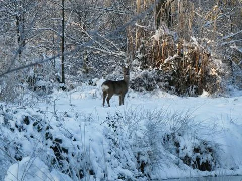 Deer is standing in the snow forest Stock Photos