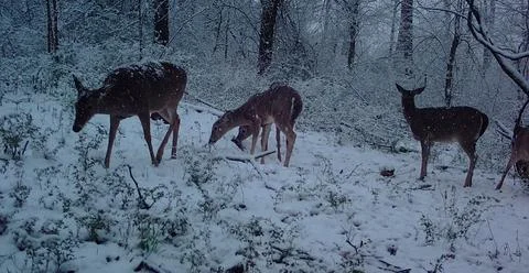 Deer standing in the snow Stock Photos