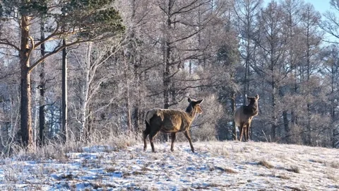 Deer Standing on Snowy Field Stock Footage 266747815