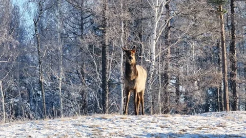 Deer Standing in Snowy Forest Stock Footage 266755357