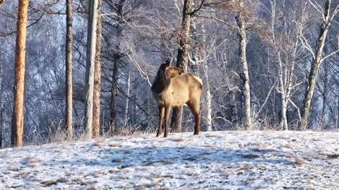 Deer Standing in Snowy Forest 스톡 동영상 266755405