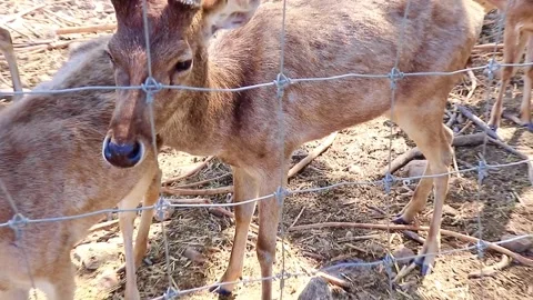 Deer standing still while urinating outdoors in natural setting Stock Footage 326776153