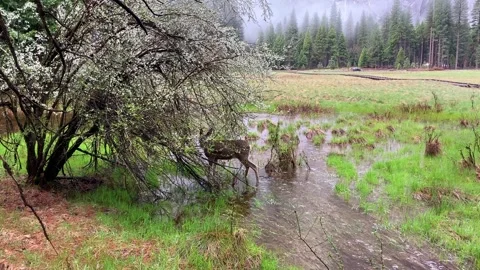 Deer Standing in Stream in Yosemite Valley Meadow Stock Footage 131686471