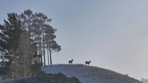 Deer Standing on Top of Snow Covered Hill Video stock 266749886