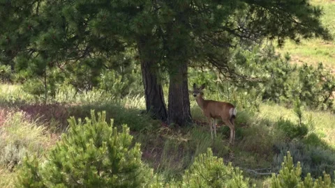 Deer standing under trees in forest wilderness, wildlife habitat in Nebraska Vidéo 334243071