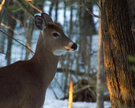 Deer standing under trees in winter with snow on its muzzle Stock Photos