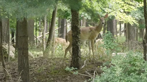 Deer Stands Alert in Forest Stock Footage