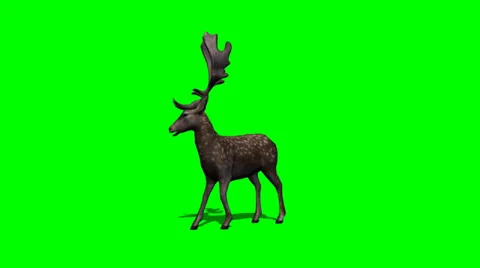Deer stands and looks around on green screen Stock Footage