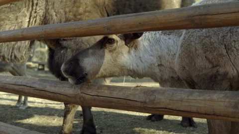 The deer stands in the corral behind the railing and looks Stock Footage 153874768