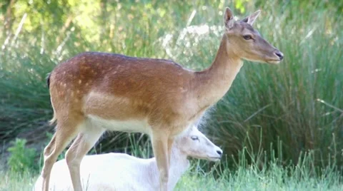 Deer stands Video stock 44651667