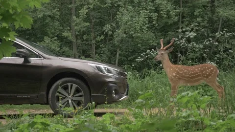 Deer stands in front of the car Stock Footage 141764968