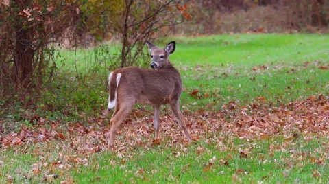 A deer stands in a grassy field. Stock Footage 59826337