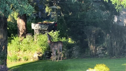 Deer Stands to Reach Backyard Bird Feeder in Locust Tree Stock Footage 345614415
