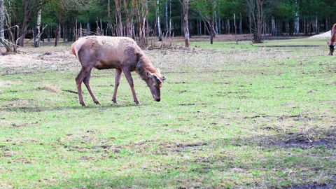 The deer stands sideways and eat grass. Deer in the reserve among trees and o Stock Footage 185676533