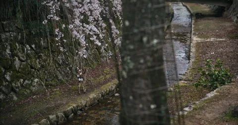 Deer Stands by Stream Under Weeping Cherry Blossoms Hiroshima Video stock 344701632
