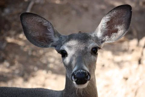 A Deer Stares Into The Camera Stock Photos