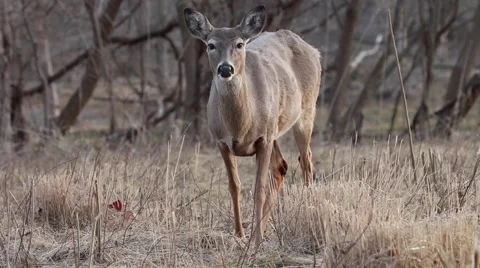 Deer staring at camera Stock Footage 48905416