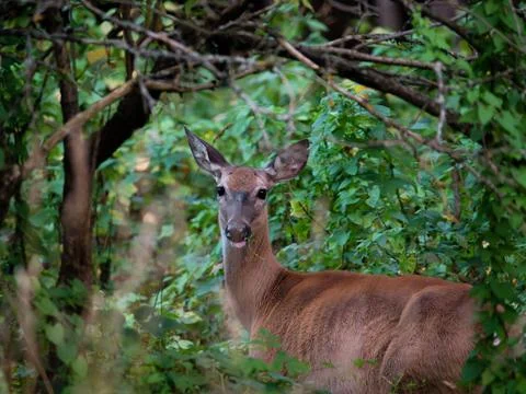 Deer staring at the camera while eating grass with green trees background Stock Photos